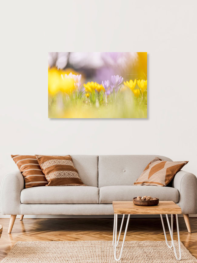 Prairie de crocus en fleurs, Allemagne – œuvre d'art de Nadja Jacke, affiche ou impression sur verre acrylique