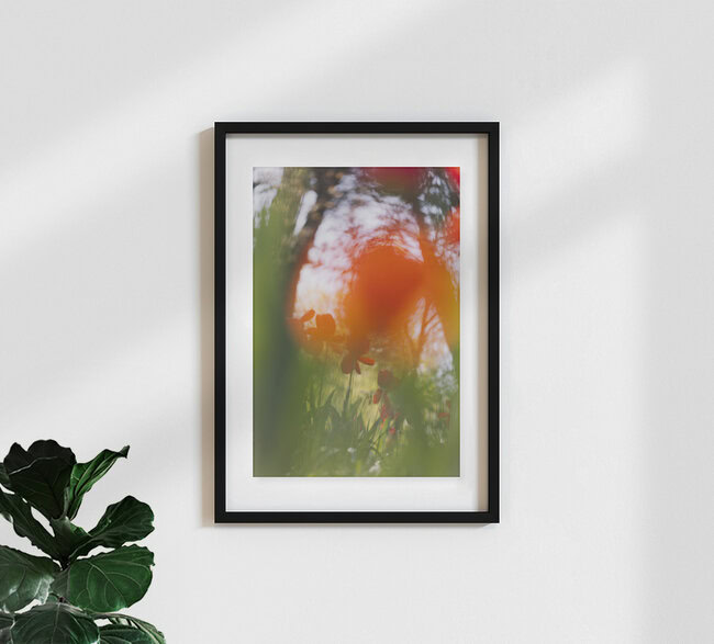 Tulipes rouges derrière un flou doux, Allemagne – œuvre d'art de Nadja Jacke, affiche ou impression sur verre acrylique