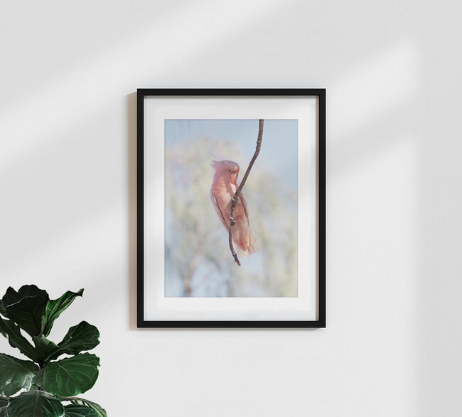 Cacatua, Australia – opera d'arte di Frida Berg disponibile come poster o stampa su vetro acrilico