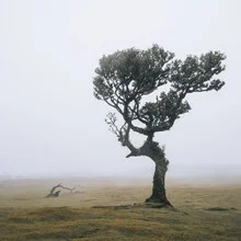 Albero di alloro a Fanal - Fotografia Fineart di Franz Sussbauer