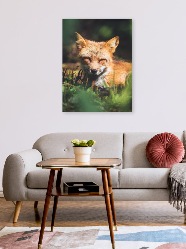 Slaperige Kleine Vos, Duitsland – wandkunst van Gergo Kazsimer als poster of acrylglasprint