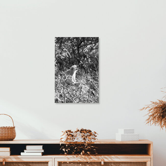 Meerkat, Zuid-Afrika – wandkunst van Eva Stadler als poster of acrylglasprint