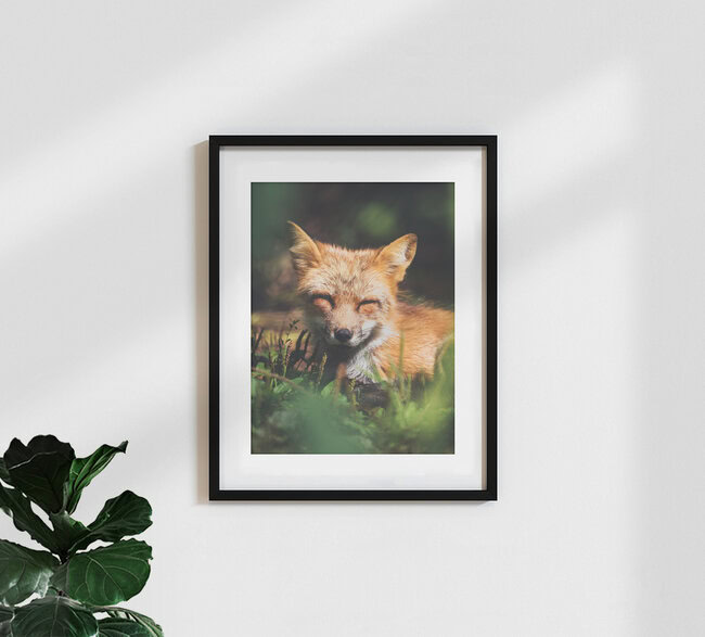 Slaperige Kleine Vos, Duitsland – wandkunst van Gergo Kazsimer als poster of acrylglasprint