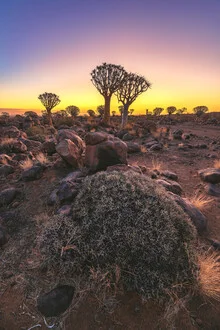 Namibië Quiver Tree Forest Goldene Stunde - Fineart-fotografie door Jean Claude Castor