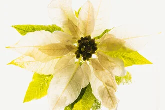 Witte kerstster in ijs - Fineart-fotografie door Marc Heiligenstein