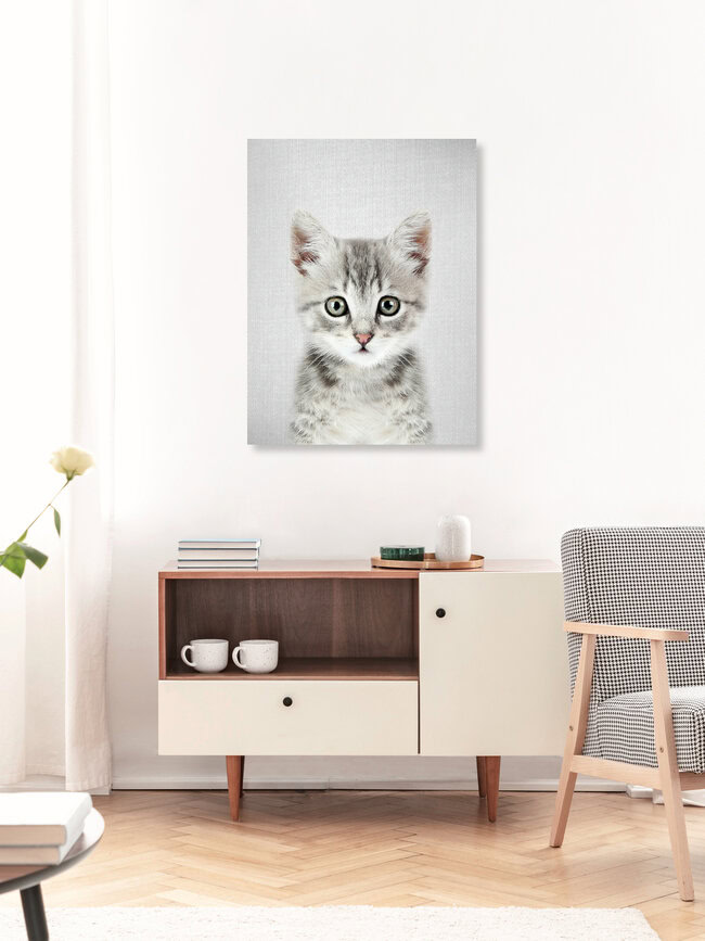 Kitten, Israel – Fotokunst von Gal Pittel als Poster oder Acrylglasbild