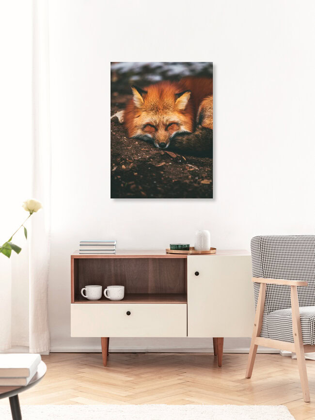Sleeping Fox, Germany – wall art by Gergo Kazsimer as Poster or Acrylic Glass Print