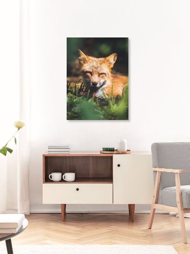 Sleepy Little Fox, Deutschland – Fotokunst von Gergo Kazsimer als Poster oder Acrylglasbild