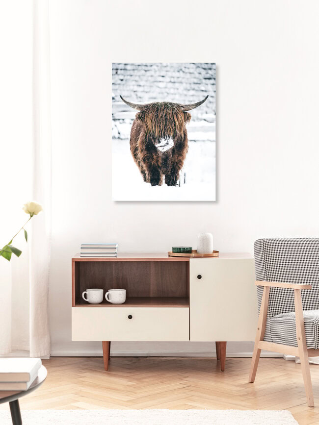 Galloway Rind  im Winter, Österreich – Fotokunst von Lars Schmucker als Poster oder Acrylglasbild