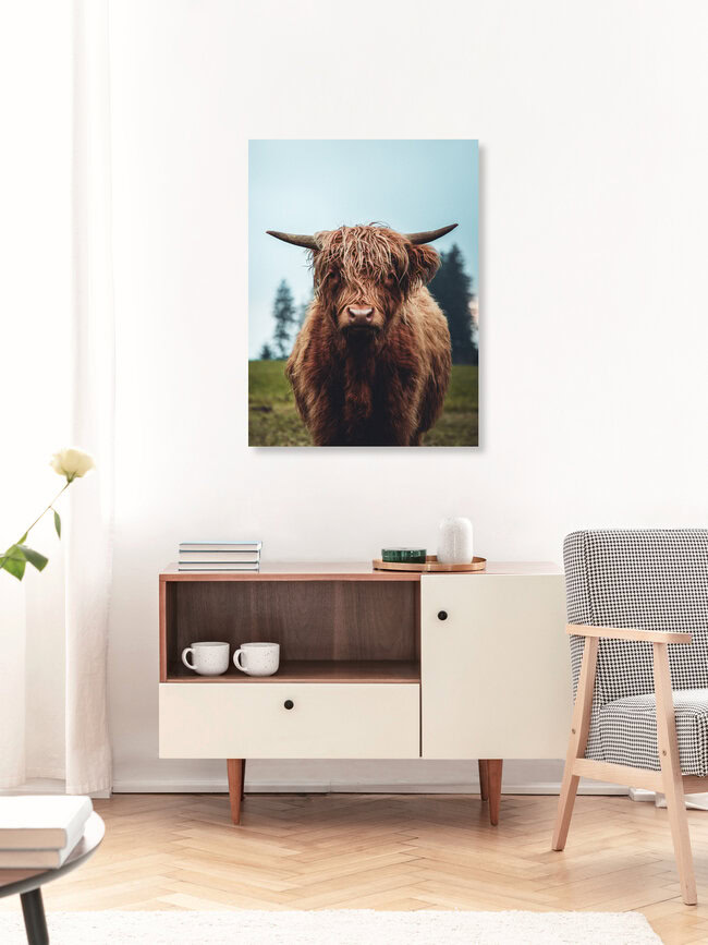 Galloway Rind auf der grünen Weide, Österreich – Fotokunst von Lars Schmucker als Poster oder Acrylglasbild