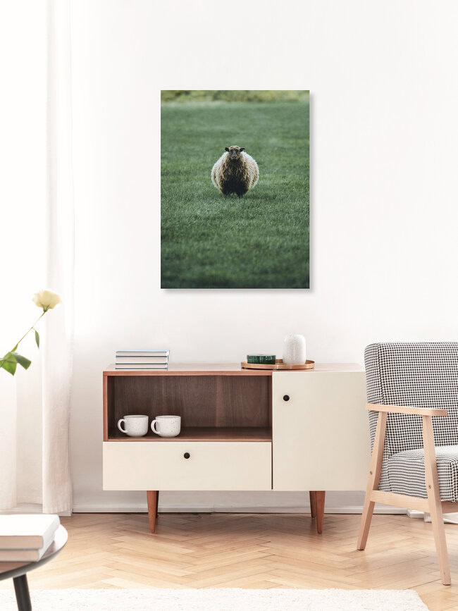 Portrait of an icelandic shep, Iceland Posters – wall art by Franz Sussbauer as Poster or Acrylic Glass Print
