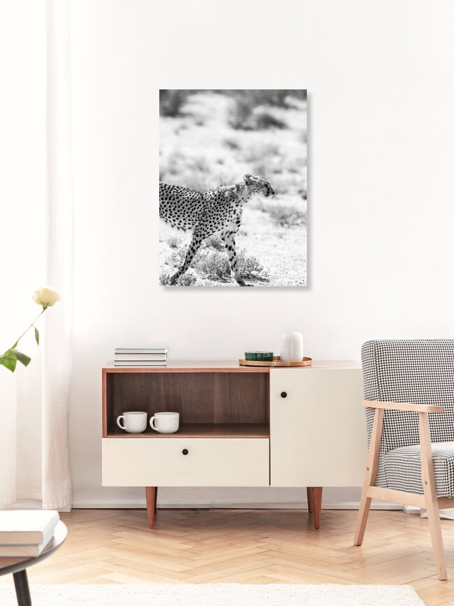 Kitty Kat, South Africa – wall art by Shot By Clint as Poster or Acrylic Glass Print