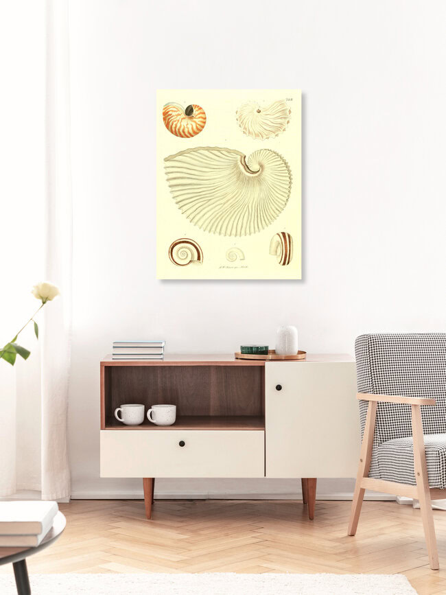 Wandbild 'Vintage Illustration Muscheln 1' – Kunst von Vintage Nature Graphics als Poster oder Acrylglasbild
