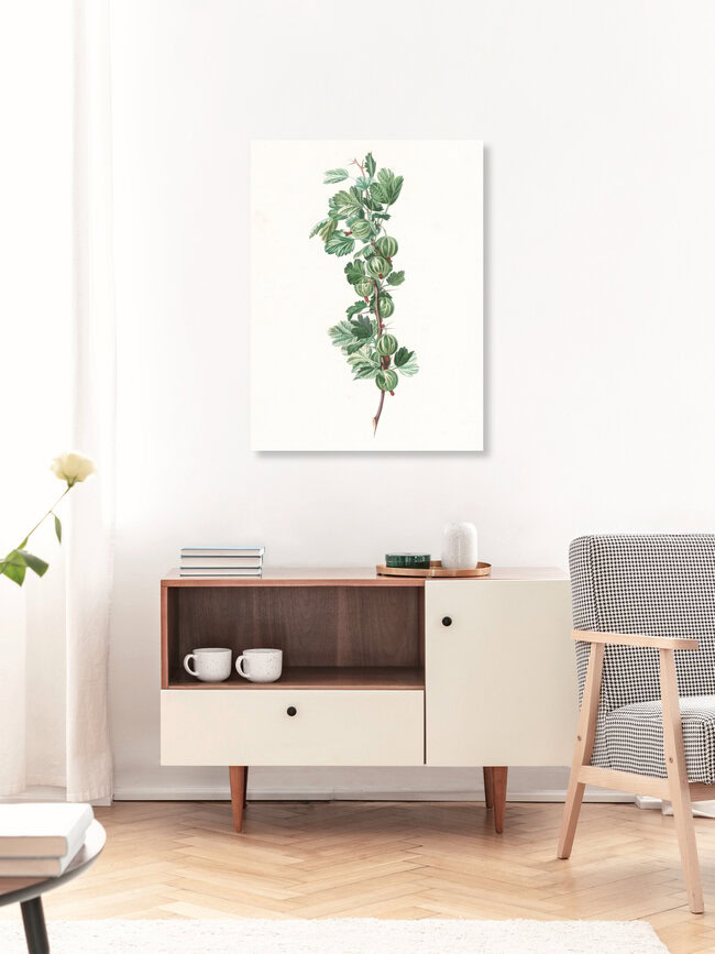'Vintage illustration gooseberries 1' – Wall Art by Vintage Nature Graphics as Poster or Acrylic Glass Print