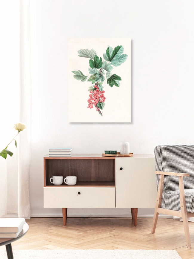 Wandbild 'Vintage Illustration rote Johannisbeeren' – Kunst von Vintage Nature Graphics als Poster oder Acrylglasbild