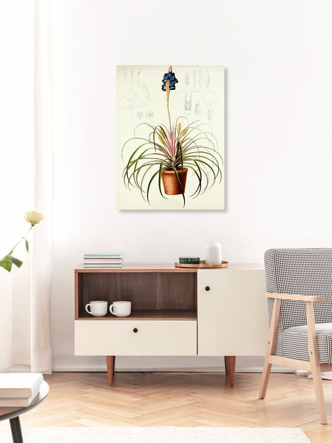 'Vintage Illustration Tillandsia 2' – Wall Art by Vintage Nature Graphics as Poster or Acrylic Glass Print