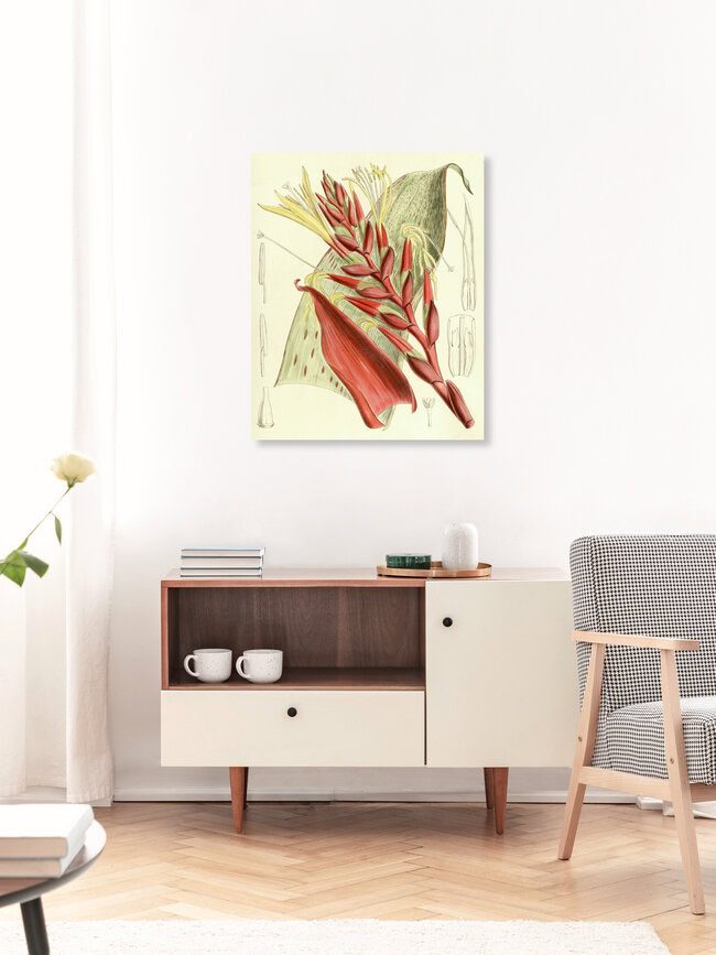 'Tillandsia Blokii' – Wall Art by Vintage Nature Graphics as Poster or Acrylic Glass Print
