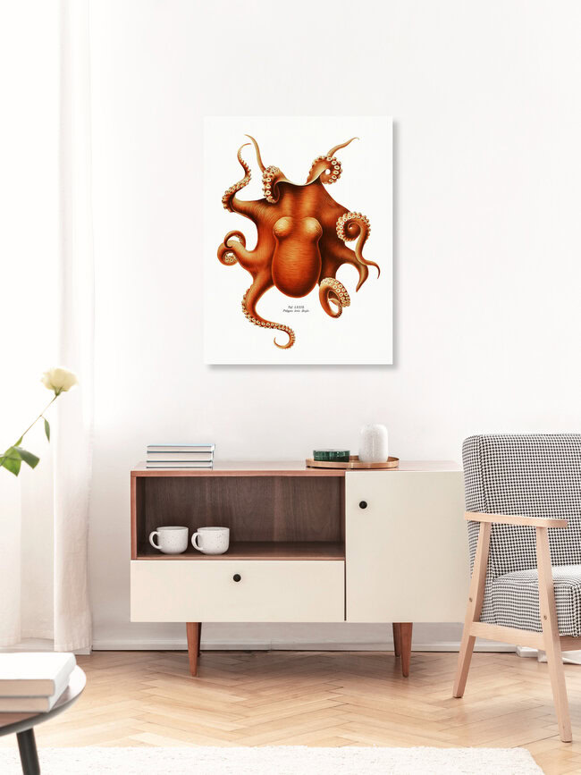'Vintage Octopus Illustration' – Wall Art by Vintage Nature Graphics as Poster or Acrylic Glass Print