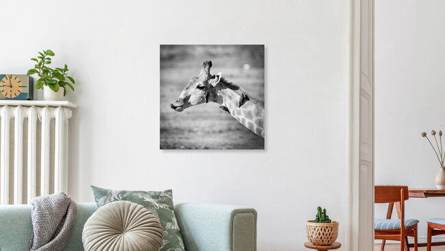 giraffe with ox-peckers at the chobe riverfront, Botswana – wall art by Dennis Wehrmann as Poster or Acrylic Glass Print