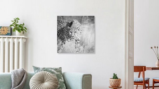 cheetah namibia, gepard namibia, Namibia – Fotokunst von Dennis Wehrmann als Poster oder Acrylglasbild