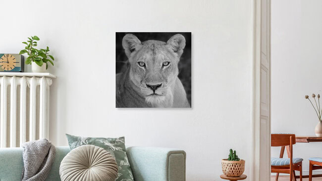Die Löwin, Botswana – Fotokunst von Dennis Wehrmann als Poster oder Acrylglasbild