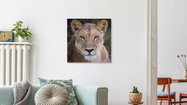 Portrait einer Löwin II, Botswana – Fotokunst von Dennis Wehrmann als Poster oder Acrylglasbild
