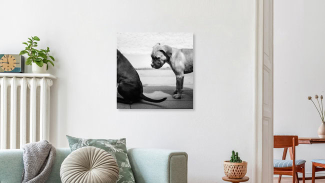 Boxer Welpen, Deutschland – Fotokunst von Nadja Jacke als Poster oder Acrylglasbild