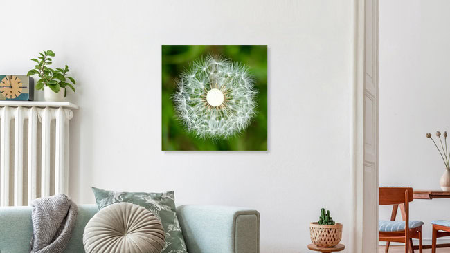 Pusteblume im Quadrat, Deutschland – Fotokunst von Doris Berlenbach-Schulz als Poster oder Acrylglasbild