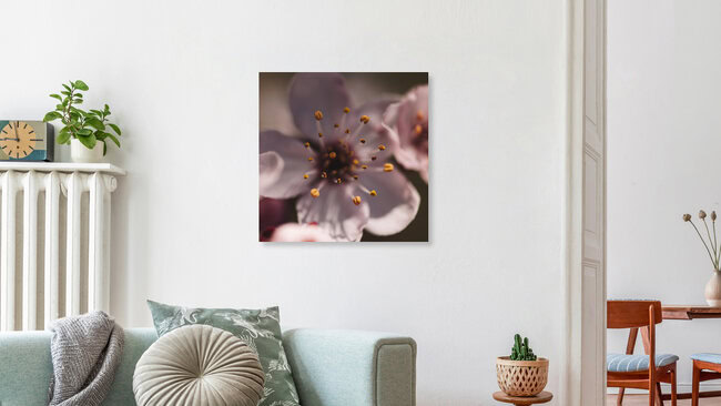 Kirschblüten Makro, Deutschland – Fotokunst von Nadja Jacke als Poster oder Acrylglasbild