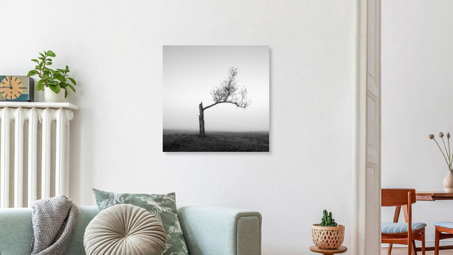Einsamer Baum im Nebel, Deutschland – Fotokunst von Thomas Wegner als Poster oder Acrylglasbild