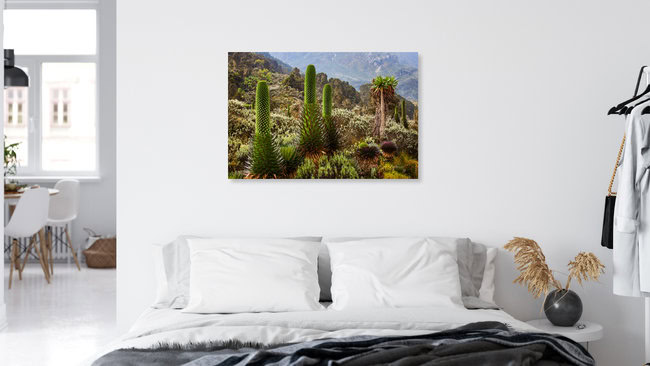 Giant Lobelia Rwenzori, Uganda – wall art by Boris Buschardt as Poster or Acrylic Glass Print