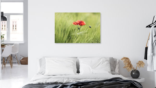 Two poppies in a cornfield, Switzerland – wall art by Thomas Staubli as Poster or Acrylic Glass Print