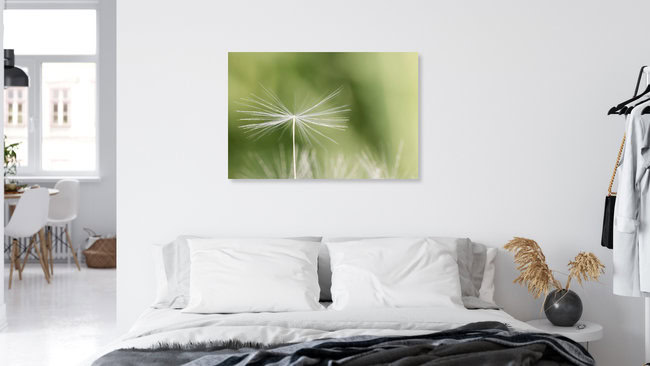 Dandelion, Germany – wall art by Manuela Deigert as Poster or Acrylic Glass Print