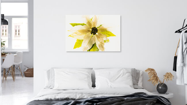 Weißer Weihnachtsstern in Eis, Deutschland – Fotokunst von Marc Heiligenstein als Poster oder Acrylglasbild