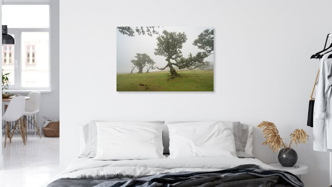Hexenbaum von Fanal auf Madeira, Portugal – Fotokunst von Michael Valjak als Poster oder Acrylglasbild