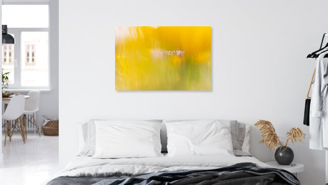 Crocus Meadow in a yellow Glow, Germany – wall art by Nadja Jacke as Poster or Acrylic Glass Print