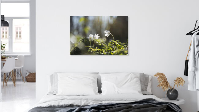 Buschwindröschen, Deutschland – Fotokunst von Nadja Jacke als Poster oder Acrylglasbild