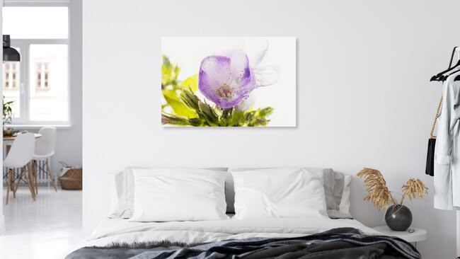 Blüte und Knospen der Flammenblume in Eis, Deutschland – Fotokunst von Marc Heiligenstein als Poster oder Acrylglasbild