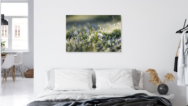 Gänseblümchen im ersten Sonnenlicht an einem Frostmorgen, Deutschland – Fotokunst von Nadja Jacke als Poster oder Acrylglasbild
