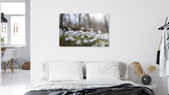 Frühlingswald mit Buschwindröschen im Gegenlicht, Deutschland – Fotokunst von Nadja Jacke als Poster oder Acrylglasbild
