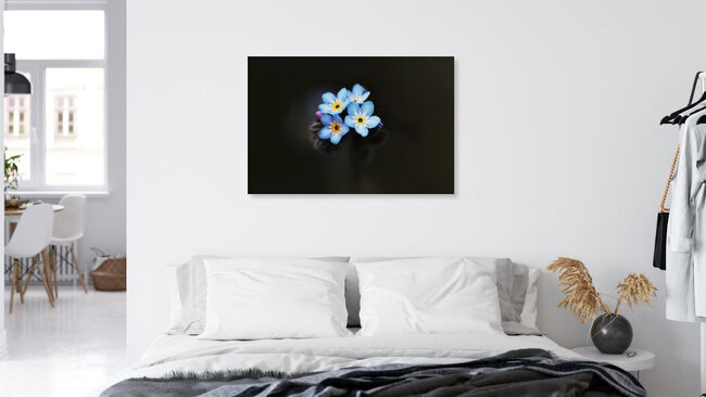 Forget-me-not, Germany – wall art by Manuela Deigert as Poster or Acrylic Glass Print