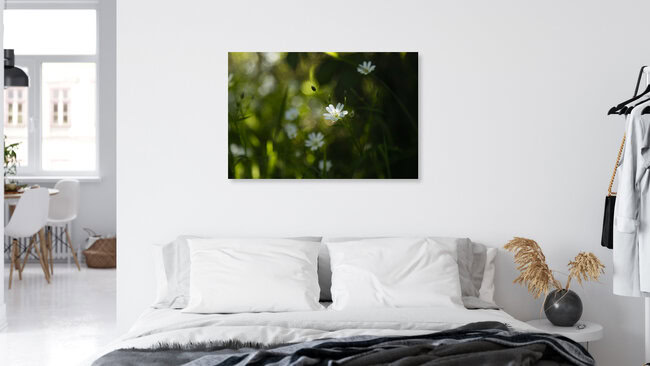 Chickweed in Backlight, Germany – wall art by Nadja Jacke as Poster or Acrylic Glass Print