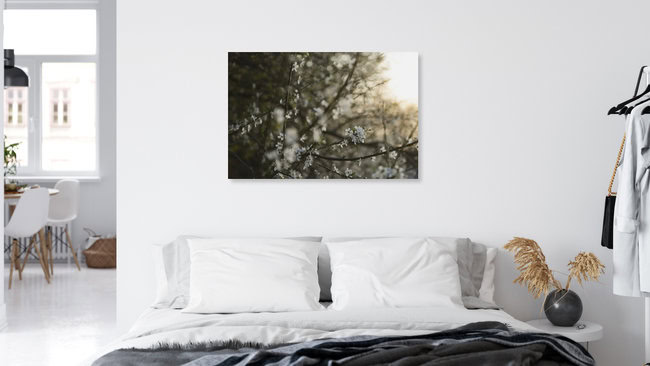 Blackthorn Blossoms at Sunset, Germany – wall art by Nadja Jacke as Poster or Acrylic Glass Print
