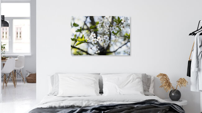 Wild Cherry Blossom in Spring Light, Germany – wall art by Nadja Jacke as Poster or Acrylic Glass Print