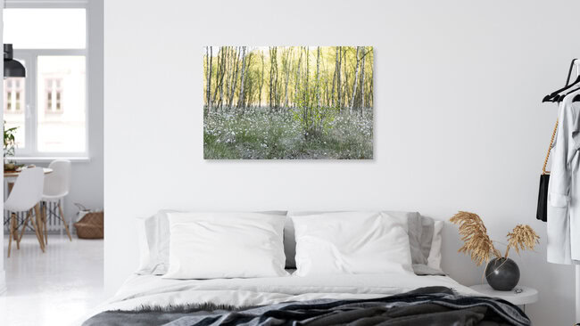 Young Birch in Cottongrass, Germany – wall art by Nadja Jacke as Poster or Acrylic Glass Print