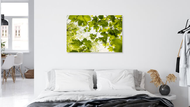 Ahornblätter im Frühlingslicht, Deutschland – Fotokunst von Nadja Jacke als Poster oder Acrylglasbild