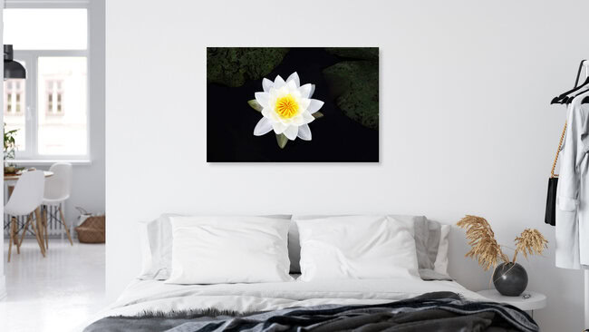Manuela Deigert, White water lily - Germany, Europe