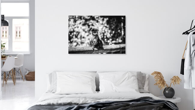Ape, South Africa – wall art by Roman Hohenberg as Poster or Acrylic Glass Print