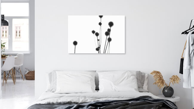 Echinops, Germany – wall art by Sandra Fritz as Poster or Acrylic Glass Print