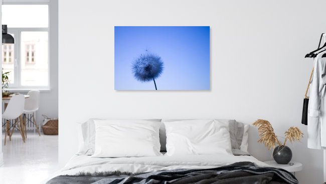 AoiDandelion, Argentinien – Fotokunst von Lucia Raies als Poster oder Acrylglasbild